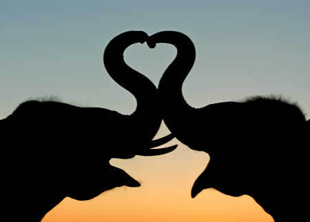 Elephant Love